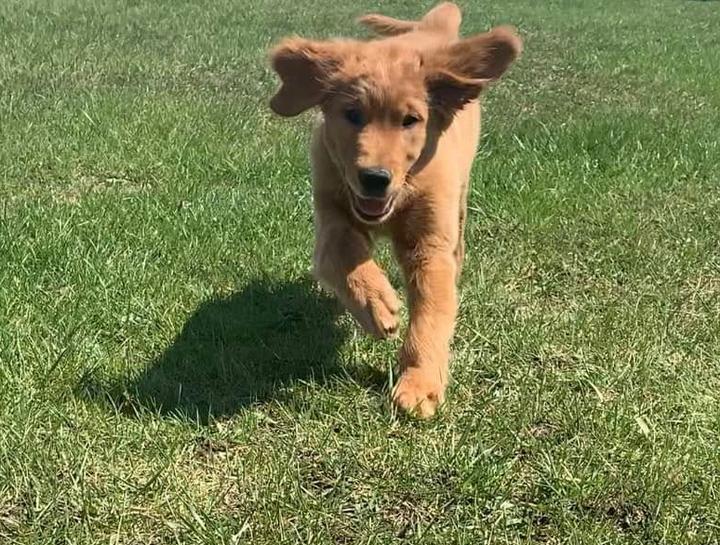 Puppy & Kitten Visits