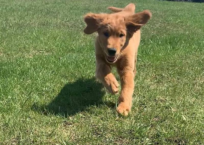 Carousel Slide 4: Puppy and Kitten Wellness Care