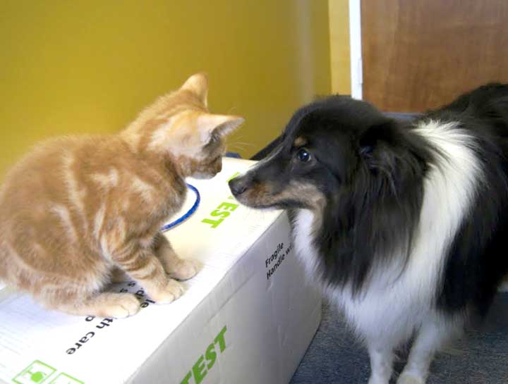 Cat and store dog wellness clinic